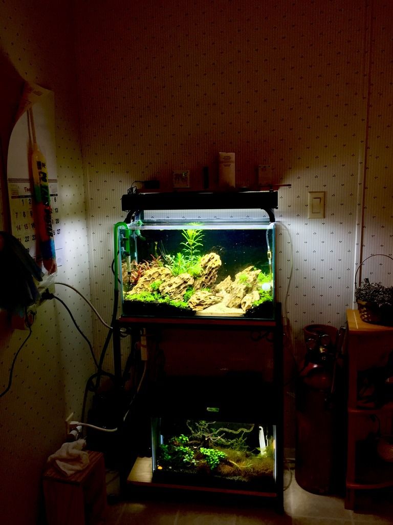 17.1 Gallon Rimless Tank Aquascaping with Ohko (Dragon) Stones Jungle